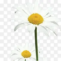 白色盛开淡雅唯美花朵设计