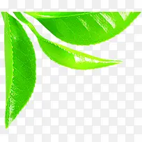 绿色清新茶叶翠绿