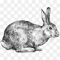 手绘线条兔子