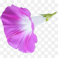 紫色高清唯美喇叭花