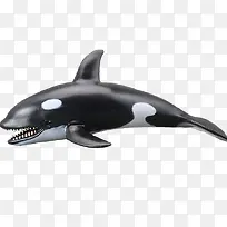 3d虎鲸模型