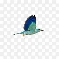 蓝色的飞翔的鸟
