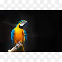 鹦陚鸟类摄影大图