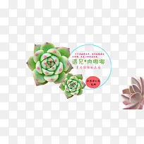 花纹