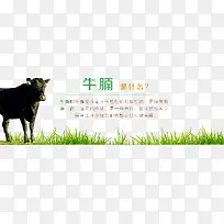 牛腩介绍黑牛背景