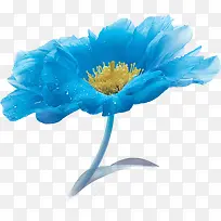 蓝色唯美露珠花朵