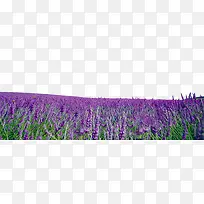 紫色高清薰衣草花园