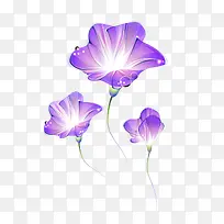 紫色渐变喇叭花