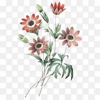 高清老式手绘鲜花花卉素材8