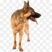 狼狗