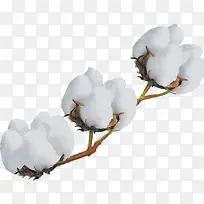 三朵棉花