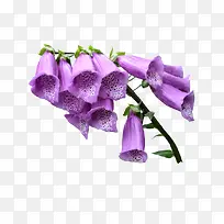 紫色喇叭花