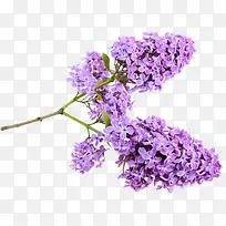 紫丁香树枝条