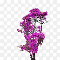 紫色美丽的花