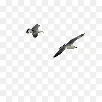 摄影飞翔的海鸥