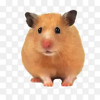 小小豚鼠