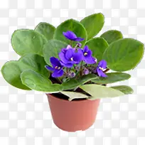 高清摄影绿色草本植物紫色花朵盆栽