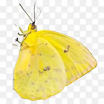 手绘黄色蝴蝶