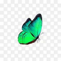 绿色蝴蝶装饰图案
