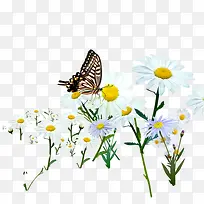 小清新花朵花卉蝴蝶图案