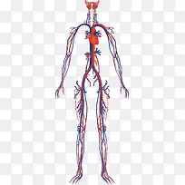人体血管