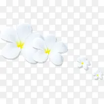 白色剪纸花朵效果设计