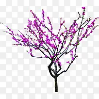 紫色美景春天梅花盛开