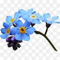 花卉