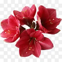 花卉标签花草线描