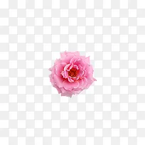 粉色花朵主页装修