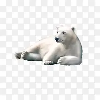 慵懒的北极熊