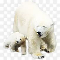 白色动物北极熊