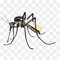 蚊子立体图案