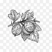 素描带叶子的水果