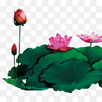 绿色荷叶