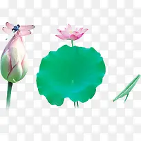 荷花