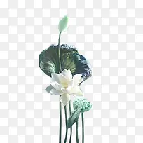 荷花