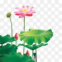荷花莲花