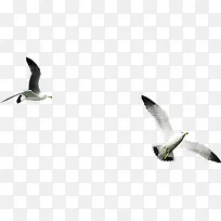 创意摄影海边飞翔的海鸥