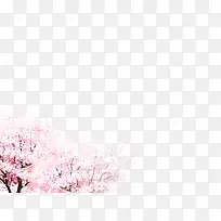 樱花花树