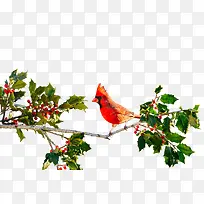 鸟类动物静止树枝橙绿