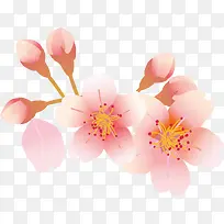 樱花花瓣元素
