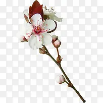 白色花朵樱花装饰图片