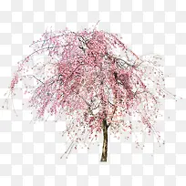 粉色唯美樱花树