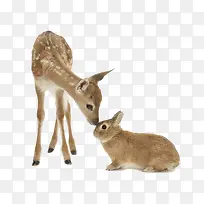 鹿和兔子