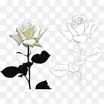 白玫瑰手绘
