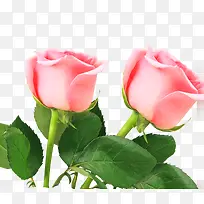情人节妇女节粉色玫瑰花