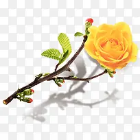 装饰手绘黄玫瑰鲜花素材