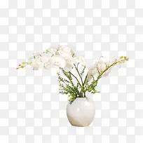 植物白色花瓶花朵