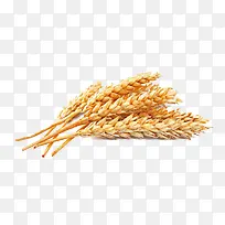 金色的麦子